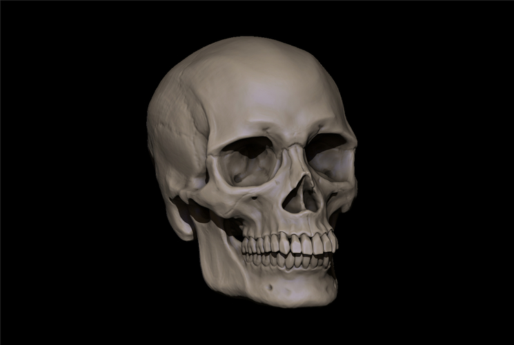 Human Skull 3D Print 490821