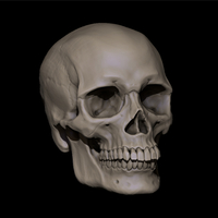 Human Skull - Thumbnail 2