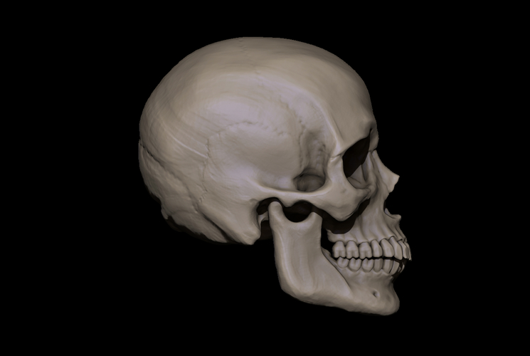 Human Skull 3D Print 490822