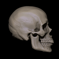 Human Skull - Thumbnail 3