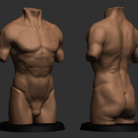 Small Realistic Torso 3D Printing 491048