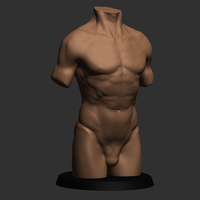Realistic Torso - Thumbnail 3
