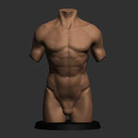 Realistic Torso - Thumbnail 4