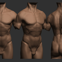 Realistic Torso - Thumbnail 5
