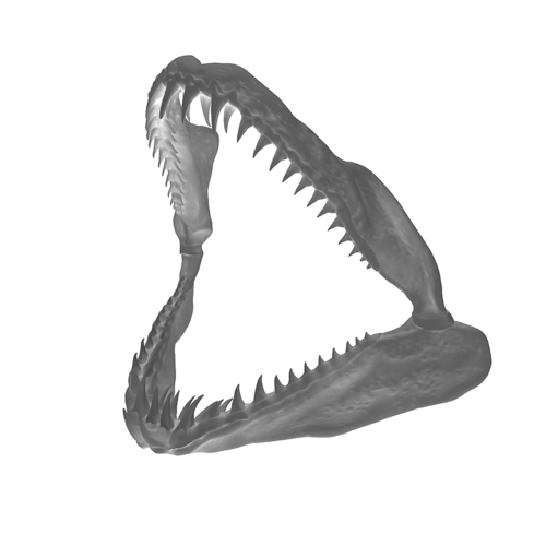 3D Printed SHARK JAW by Pako Boris | Pinshape