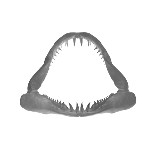 3D Printed SHARK JAW by Pako Boris | Pinshape