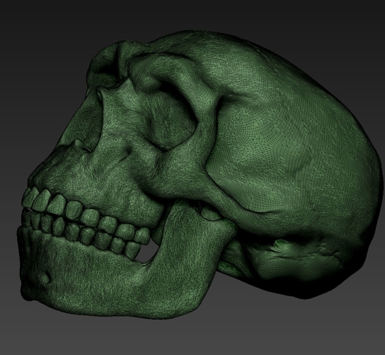 neanderthal skull 3D Print 492331