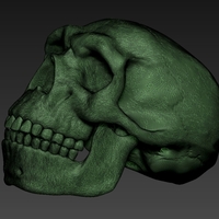 neanderthal skull - Thumbnail 1