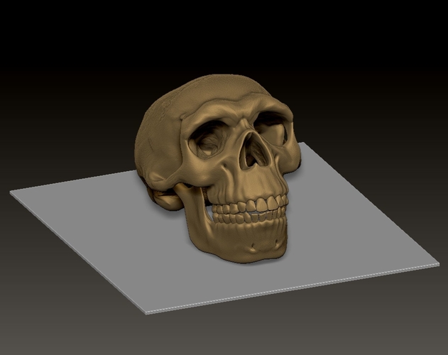 neanderthal skull 3D Print 492332