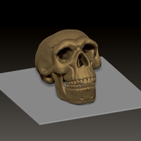 neanderthal skull - Thumbnail 2