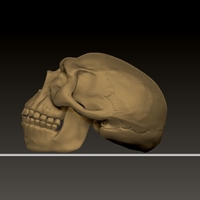 neanderthal skull - Thumbnail 3