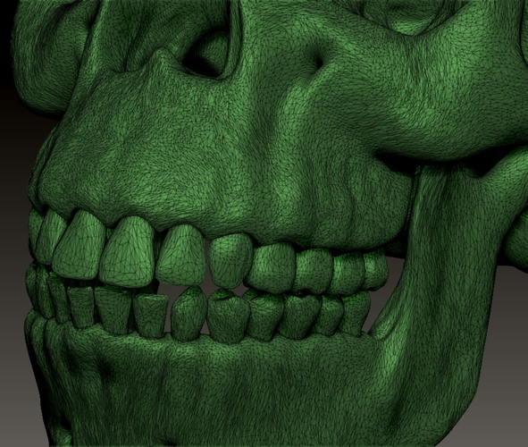 neanderthal skull 3D Print 492334