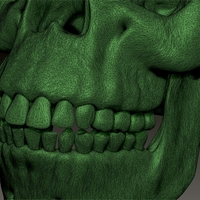 neanderthal skull - Thumbnail 4