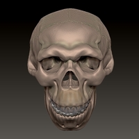 neanderthal skull - Thumbnail 5