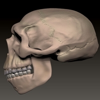 neanderthal skull - Thumbnail 6