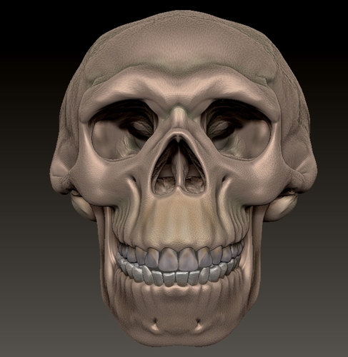 neanderthal skull 3D Print 492337