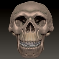 neanderthal skull - Thumbnail 7