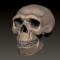 Small neanderthal skull 3D Printing 492338