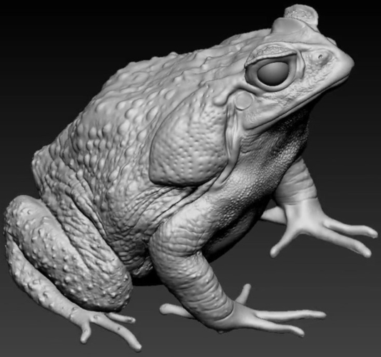 cane toad 3D Print 492340