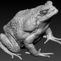 Small cane toad 3D Printing 492340