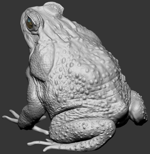 cane toad 3D Print 492341
