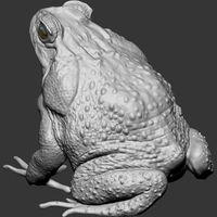 cane toad - Thumbnail 3