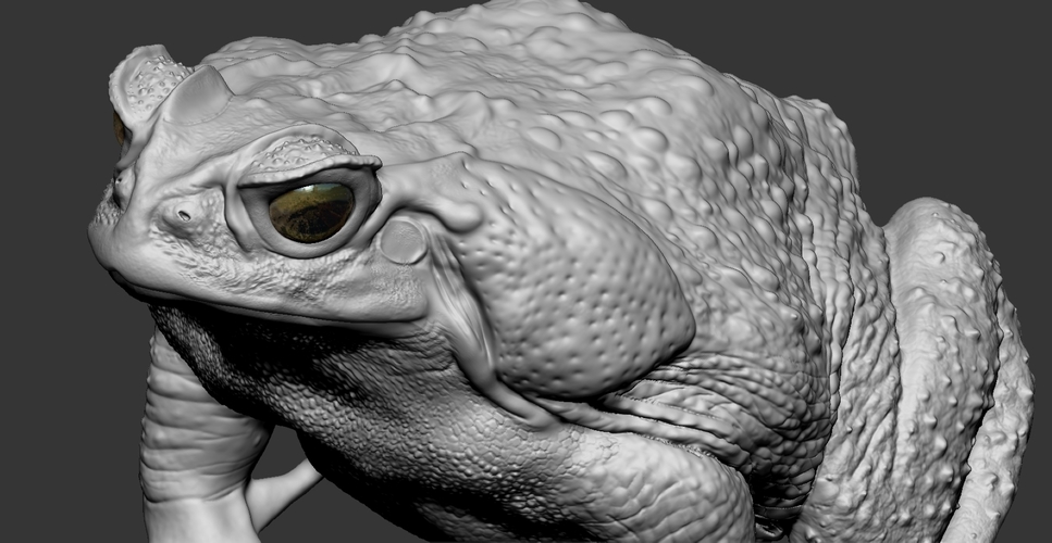 cane toad 3D Print 492342