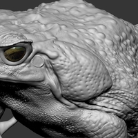 cane toad - Thumbnail 4