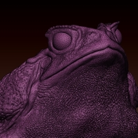 cane toad - Thumbnail 5
