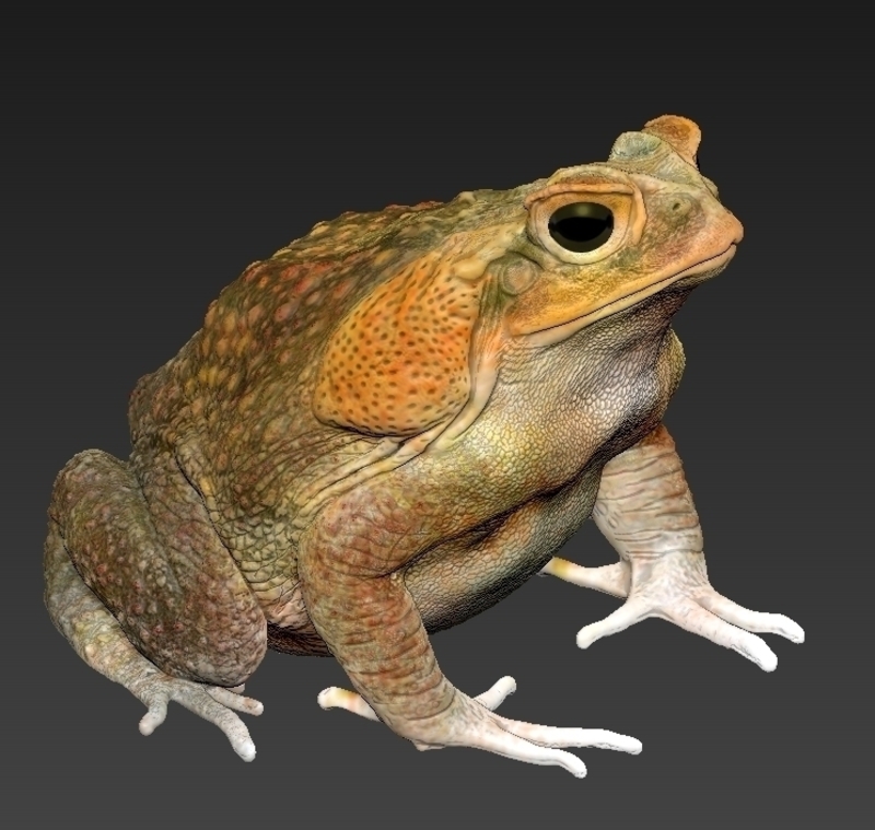 Toad Shape cane toad - Pinshape