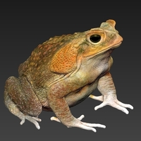 cane toad - Thumbnail 6
