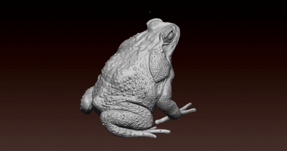 cane toad 3D Print 492345