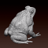cane toad - Thumbnail 7