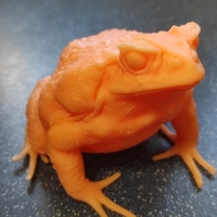 cane toad - Thumbnail 8