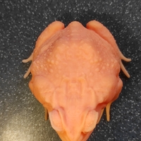 cane toad - Thumbnail 9