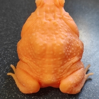 cane toad - Thumbnail 10