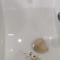 crocodile - Thumbnail 3