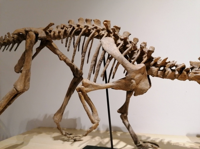 Dinosaur skeleton - Psittacosaurus 3D Print 495355