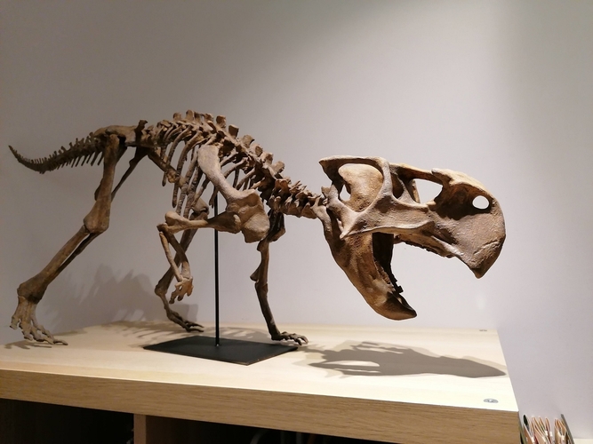 Dinosaur skeleton - Psittacosaurus 3D Print 495356