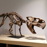 Dinosaur skeleton - Psittacosaurus - Thumbnail 2