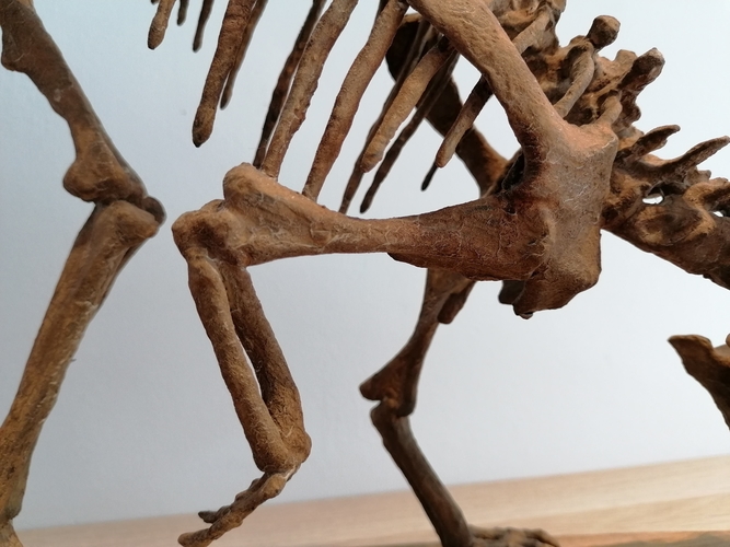 Dinosaur skeleton - Psittacosaurus 3D Print 495358