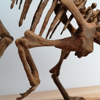 Dinosaur skeleton - Psittacosaurus - Thumbnail 4