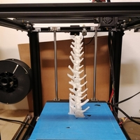 Dinosaur skeleton - Psittacosaurus - Thumbnail 8