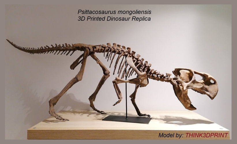 Dinosaur skeleton - Psittacosaurus 3D Print 495364