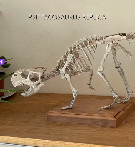 Dinosaur skeleton - Psittacosaurus 3D Print 495365