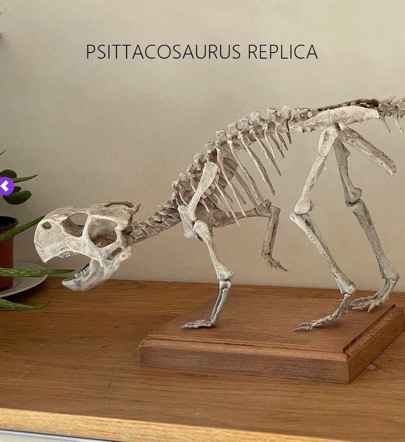 Dinosaur skeleton - Psittacosaurus