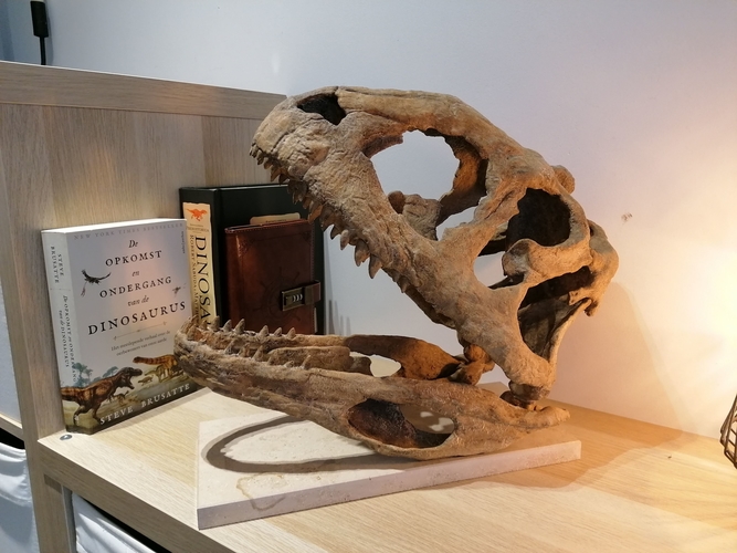 Dinosaur Skull - Majungasaurus 3D Print 495378