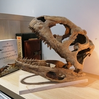Dinosaur Skull - Majungasaurus - Thumbnail 2