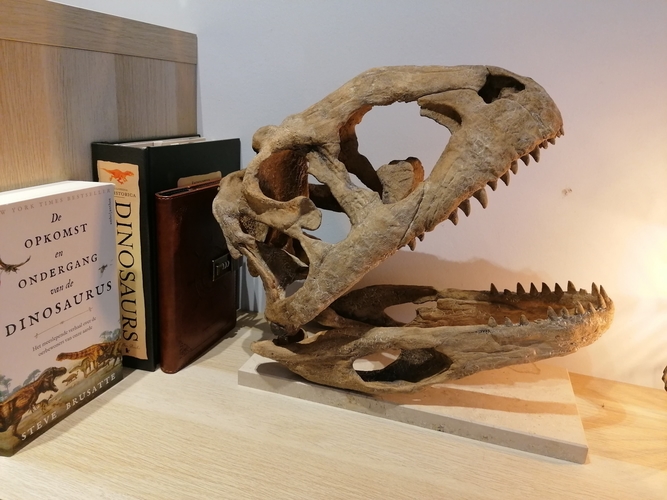 Dinosaur Skull - Majungasaurus 3D Print 495379