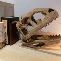 Dinosaur Skull - Majungasaurus - Thumbnail 3